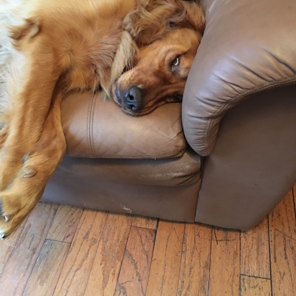 Meet your Posher, Samantha